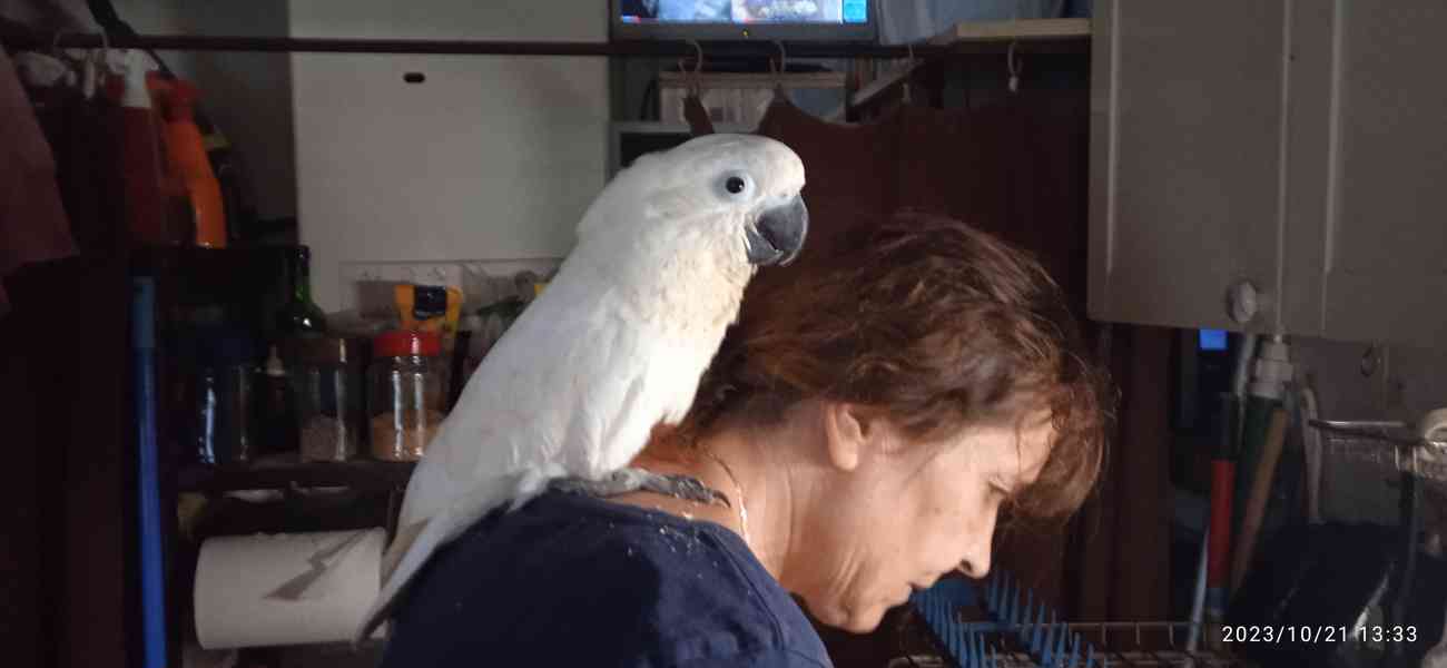 Kakadu bílý - foto 3