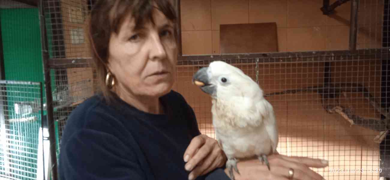 Kakadu bílý - foto 2
