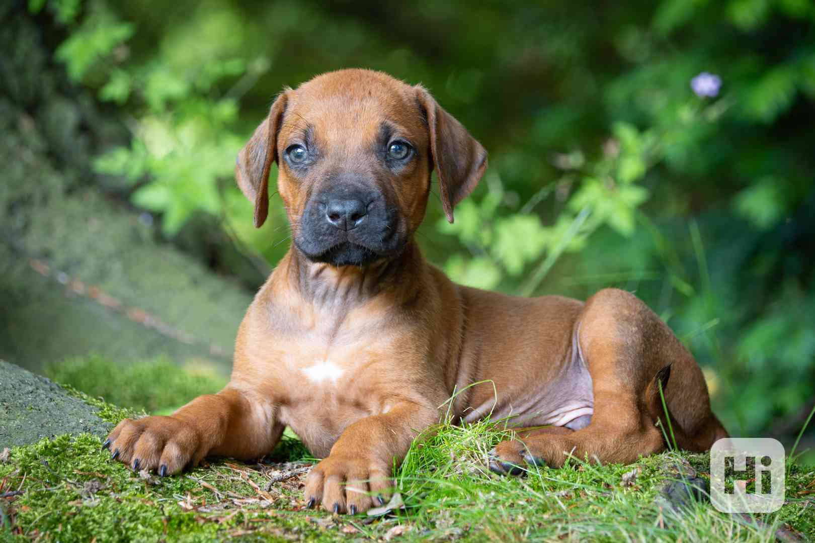 Štěně Rhodéský Ridgeback s PP - foto 1