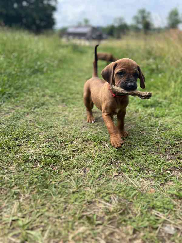 Štěně Rhodéský Ridgeback s PP - foto 2