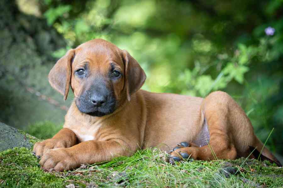 Štěně Rhodéský Ridgeback s PP - foto 3