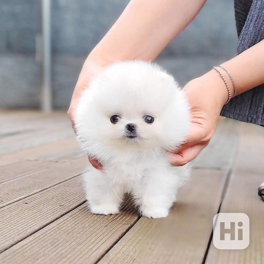 Sladká rozkošná štěňátka pomeraniana k adopci - foto 1