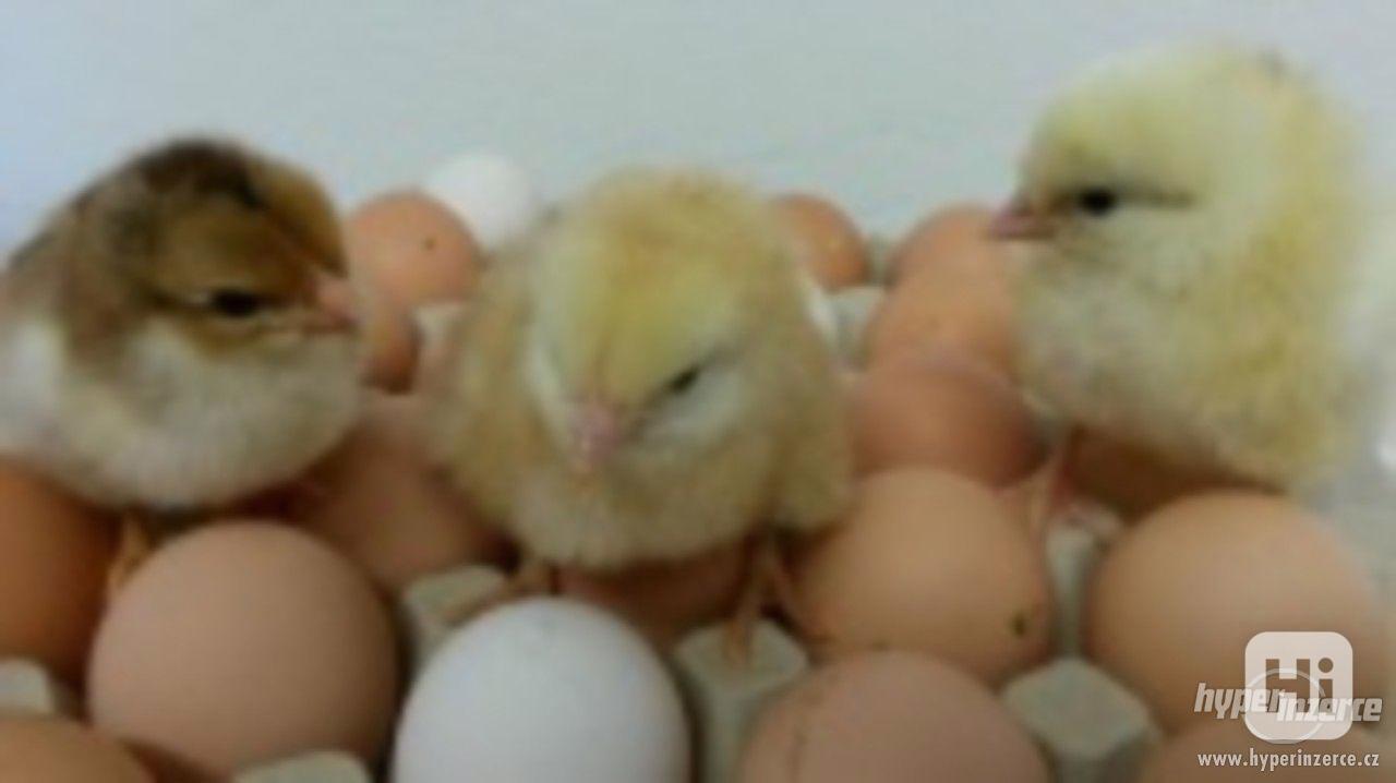 Selská kuřata Kalimero na výkrm i na vajíčka - foto 1