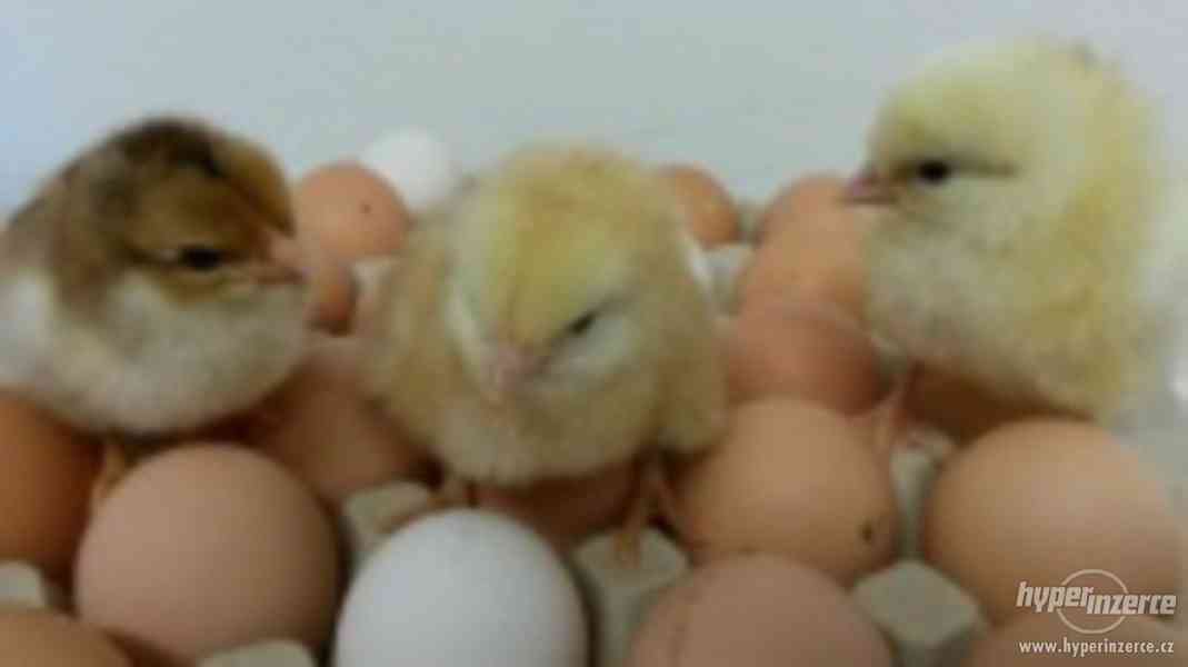 Selská kuřata Kalimero na výkrm i na vajíčka - foto 1