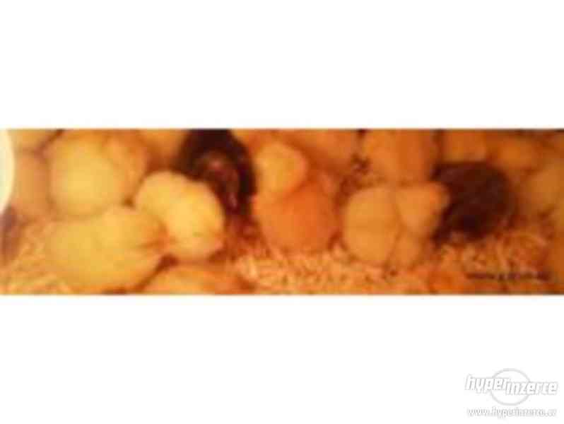Selská kuřata Kalimero na výkrm i na vajíčka - foto 3