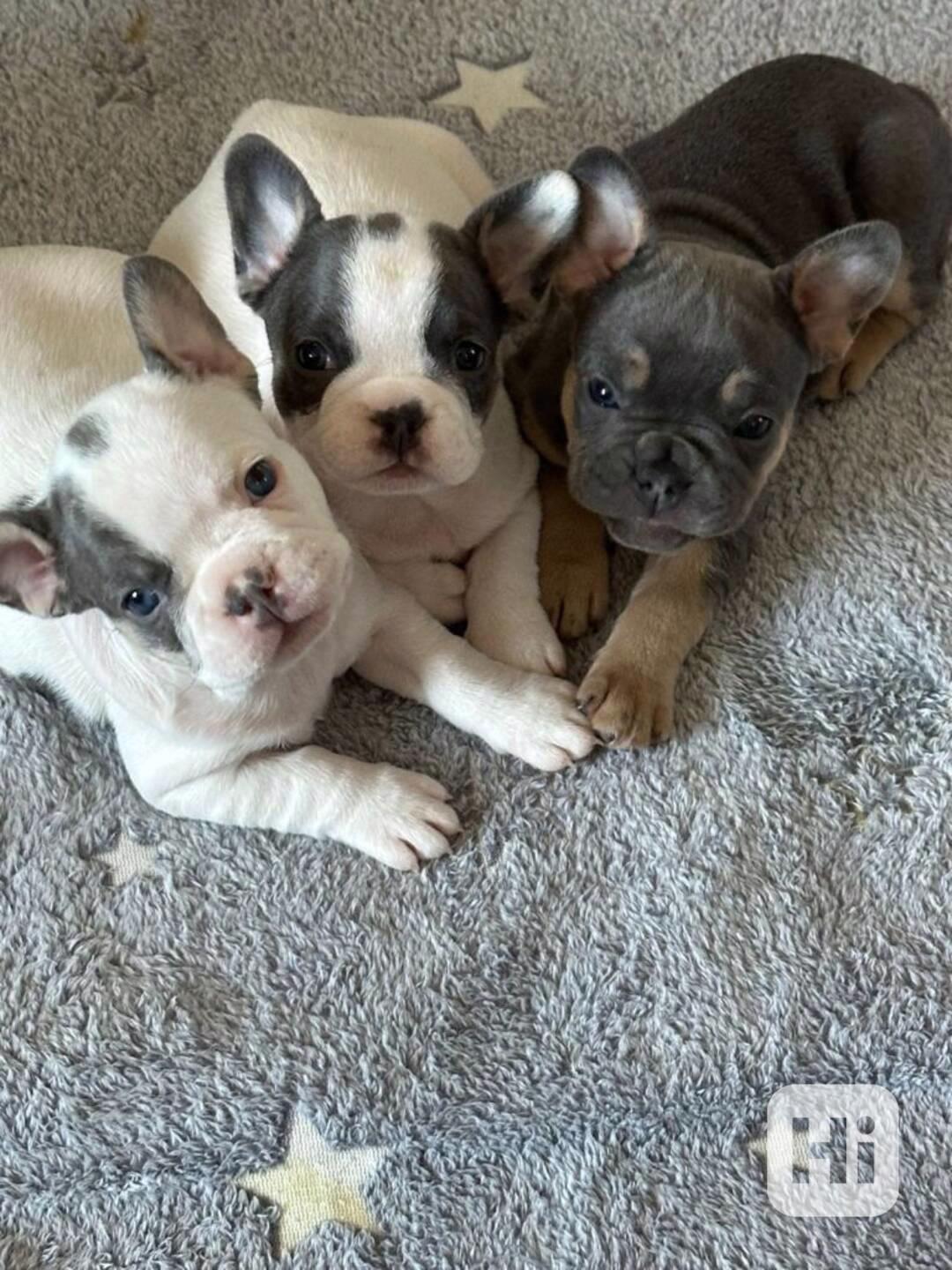 Francouzský buldoček s PP FCI - foto 1