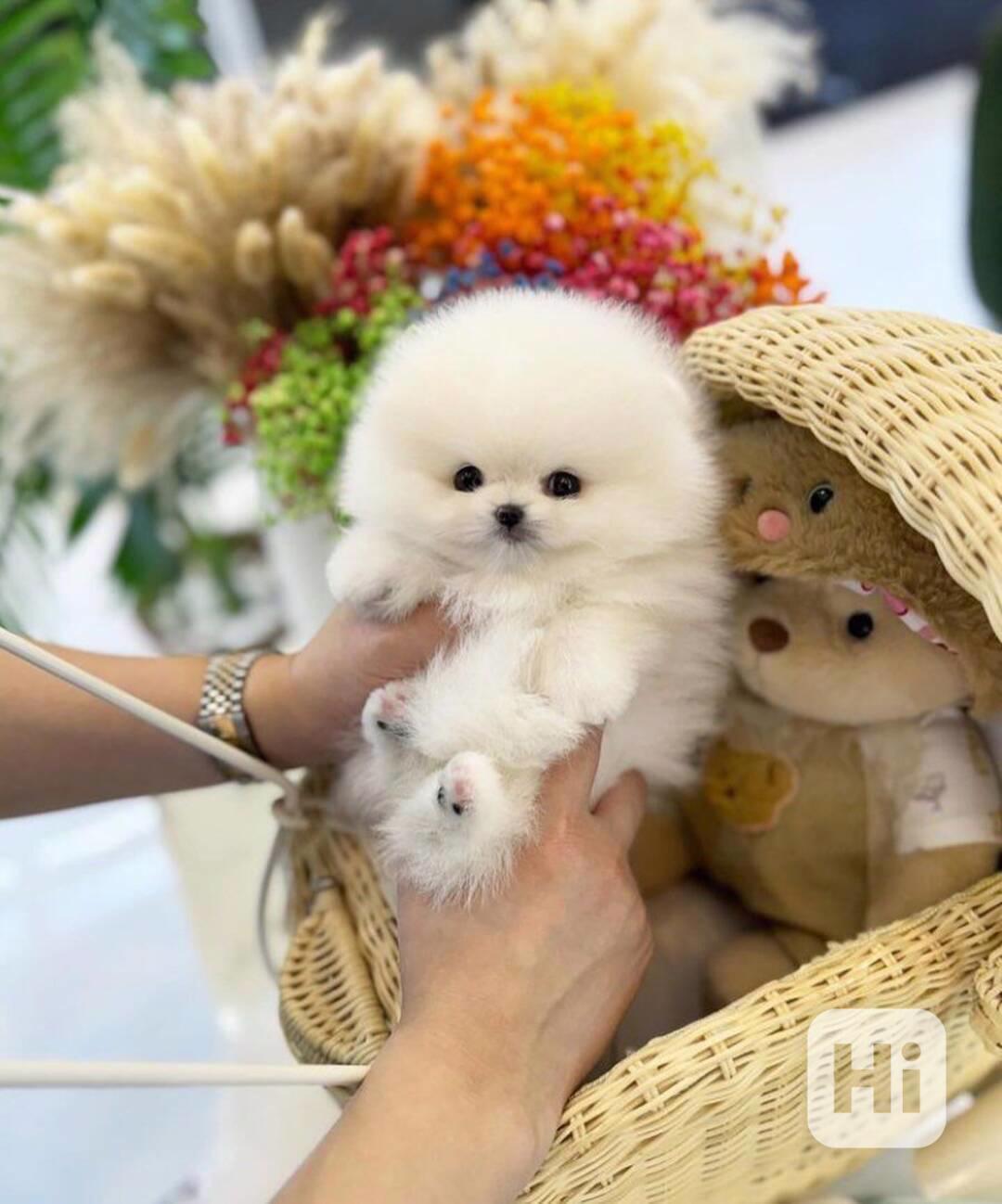  Rozkošná bezplatná štěňata pomeranianů na dárek   - foto 1