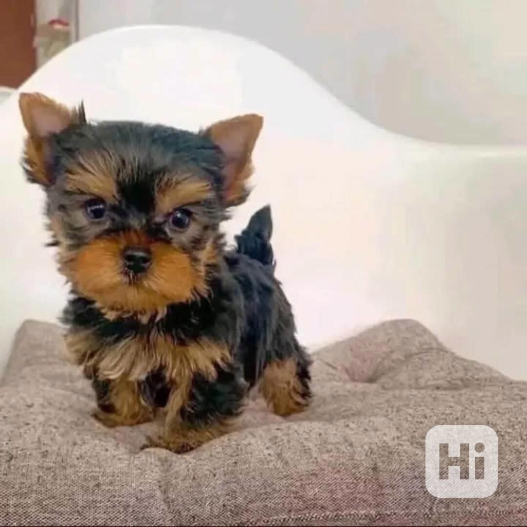 Štěňata Yorkshire teriéra - foto 1