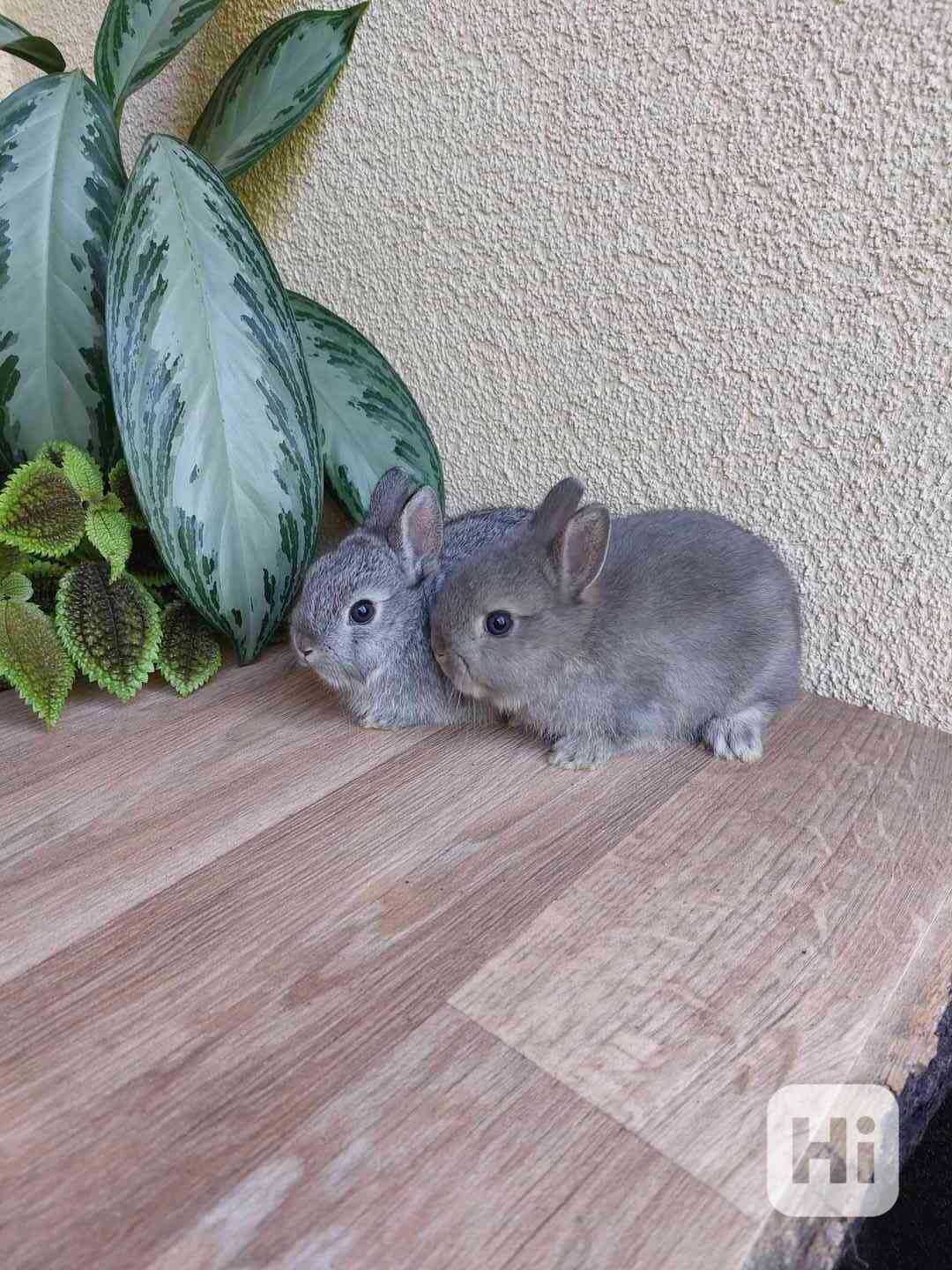 Zakrslý králík hladkosrstý - foto 1