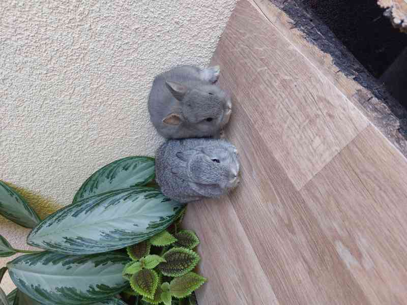 Zakrslý králík hladkosrstý - foto 2