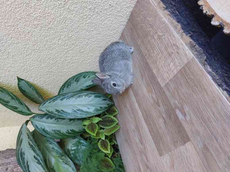 Zakrslý králík hladkosrstý - foto 7
