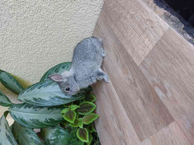 Zakrslý králík hladkosrstý - foto 6