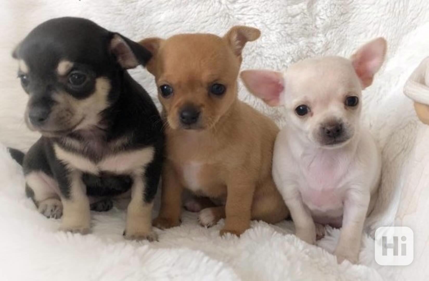 ŠTĚŇATA ČIVAVY K NOVÉMU DOMOVU. - foto 1