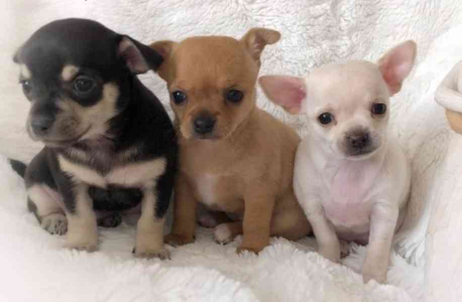 ŠTĚŇATA ČIVAVY K NOVÉMU DOMOVU. - foto 1