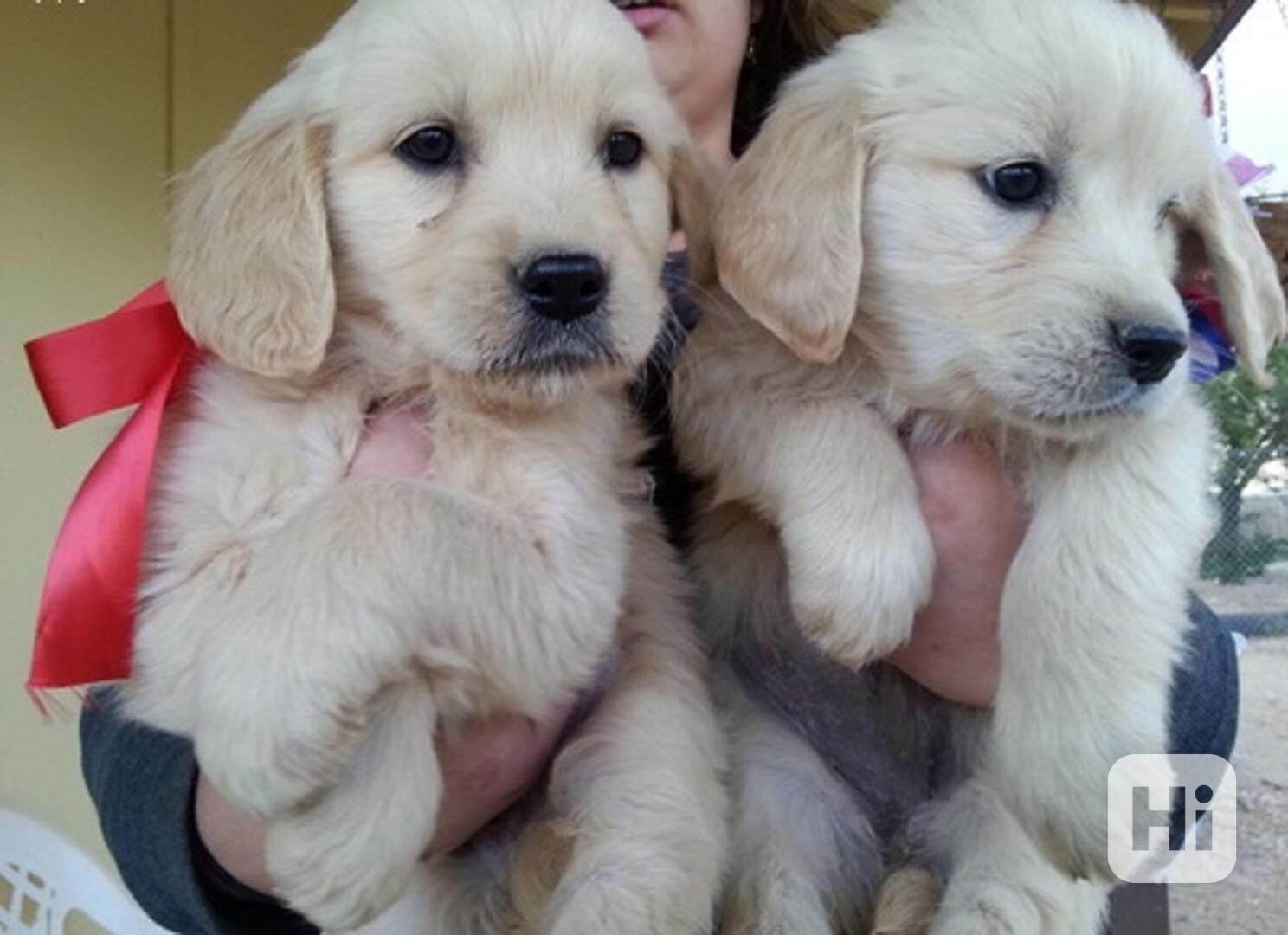 Štěňata zlatého retrívra – perfektní rodinný společník  Nejl - foto 1