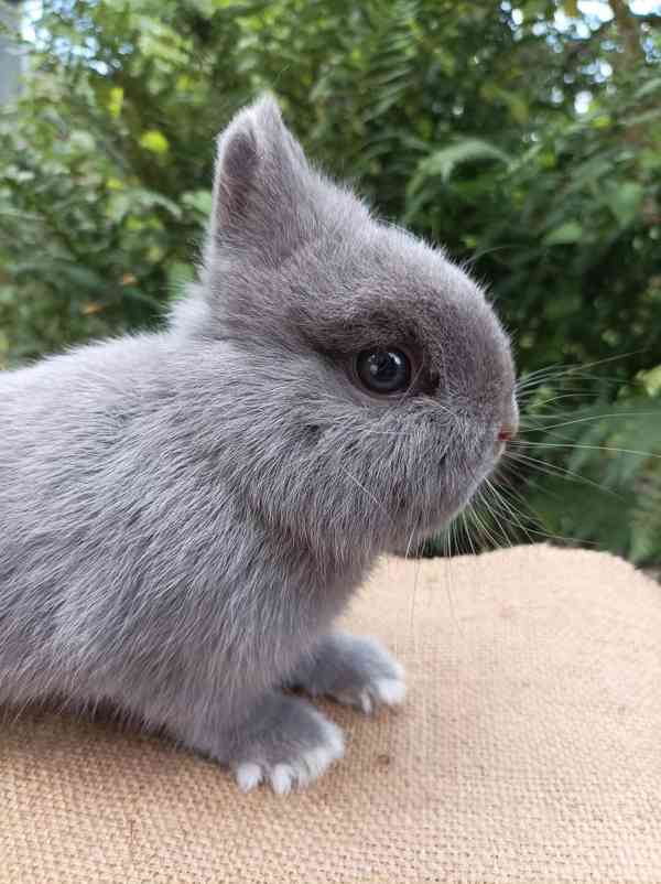 Zakrslý králík  - foto 3