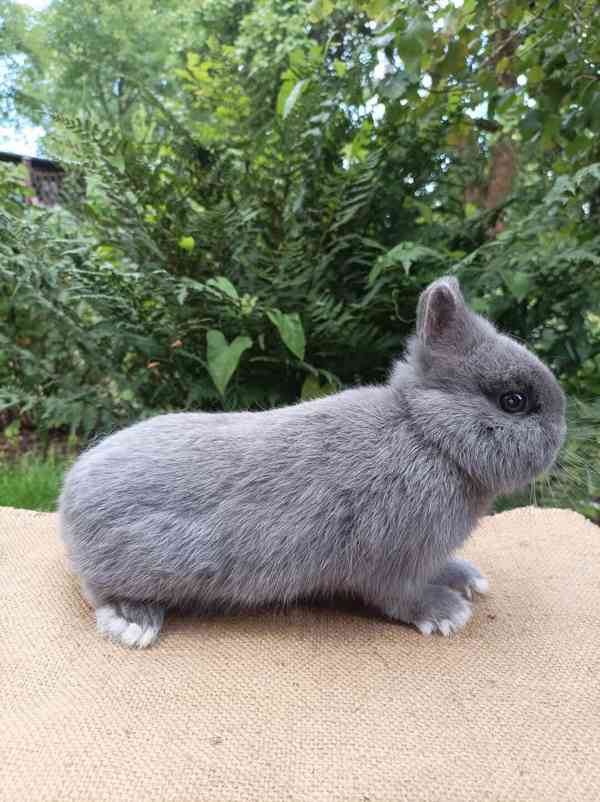 Zakrslý králík  - foto 2