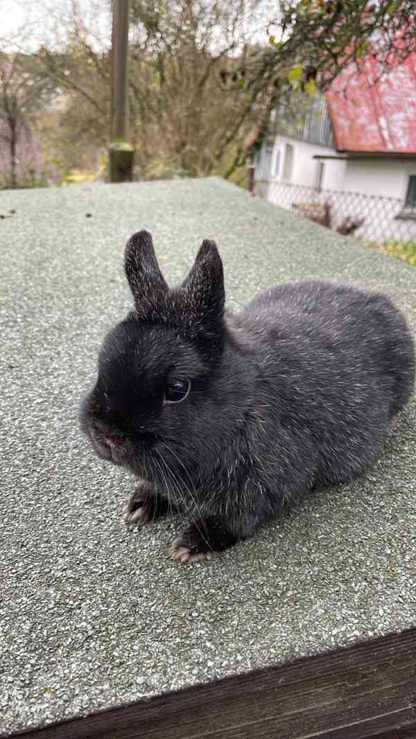 Zakrslý králík  - foto 1