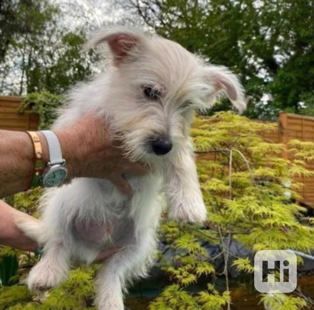 west highland white teriér ŠTĚŇATA - foto 1