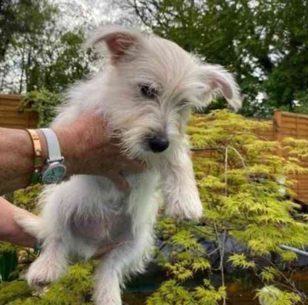 west highland white teriér ŠTĚŇATA - foto 1
