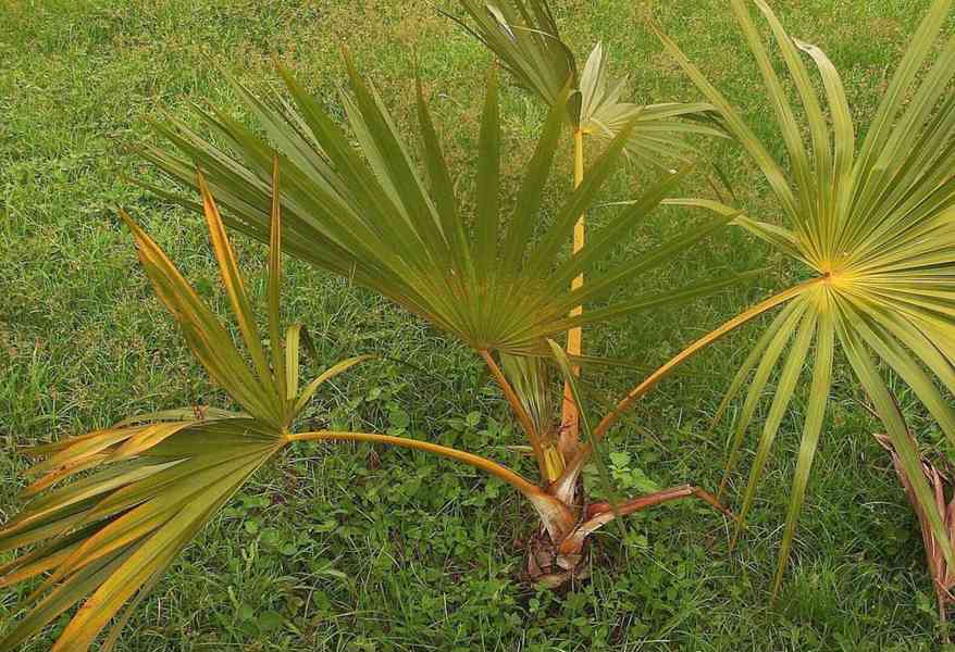 naklíčená semena palma Latania verschaffe