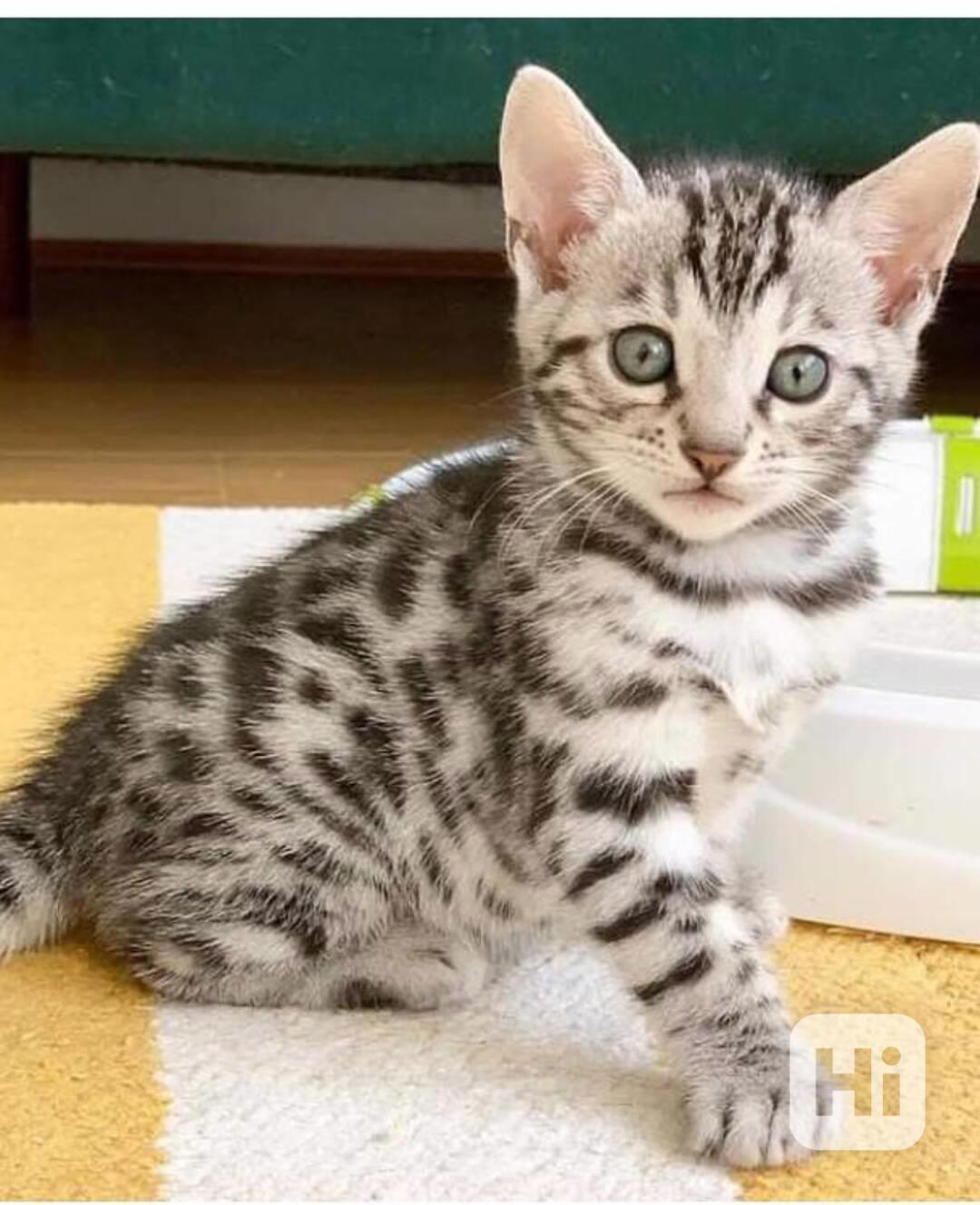 4 Bengalská  kočka bez PP  - foto 1