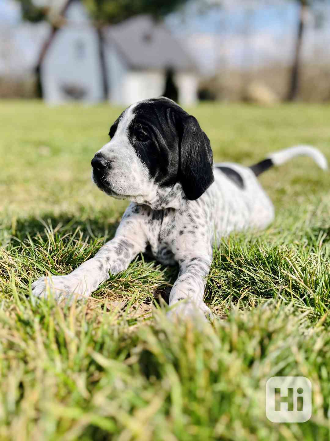 Auvergneský ohař - štěňata - foto 1