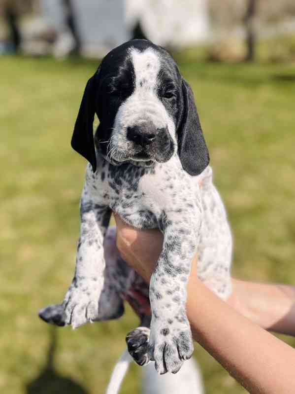 Auvergneský ohař - štěňata - foto 3