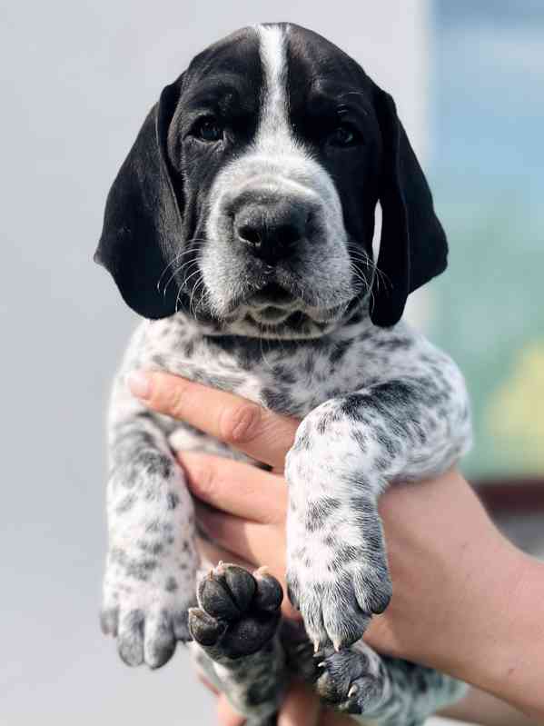 Auvergneský ohař - štěňata - foto 2