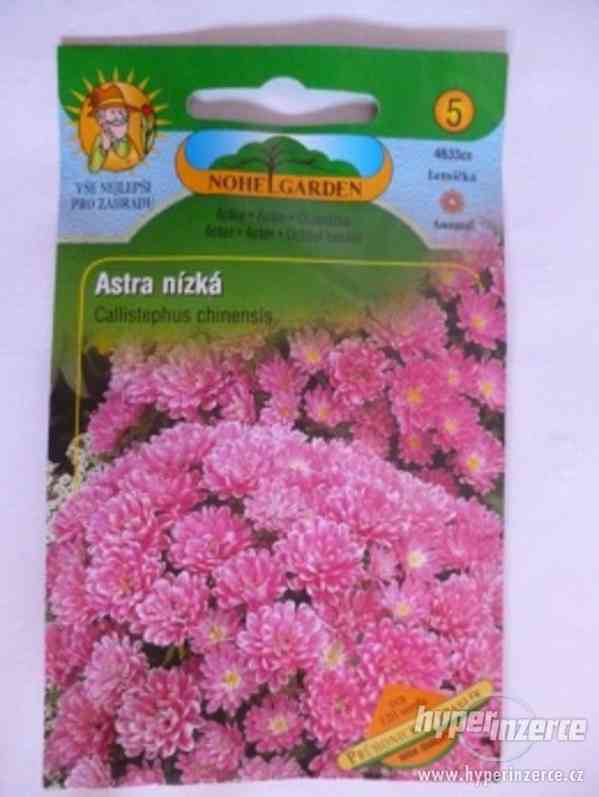 Astra nízká-Růžová /Semena: www.levna-semena.cz - foto 1