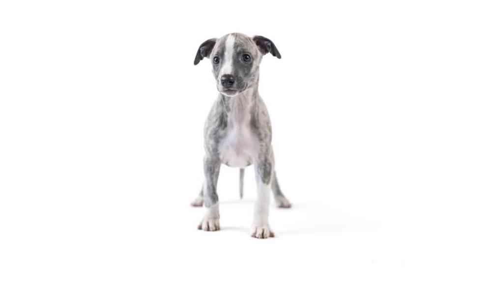 Whippet/Vipet - foto 3