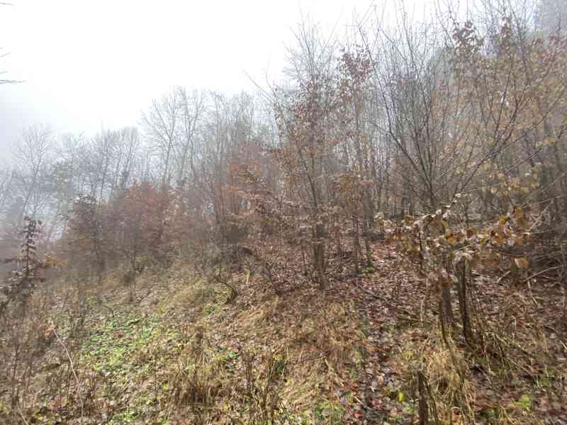 Lesní pozemek Jedlí - foto 7