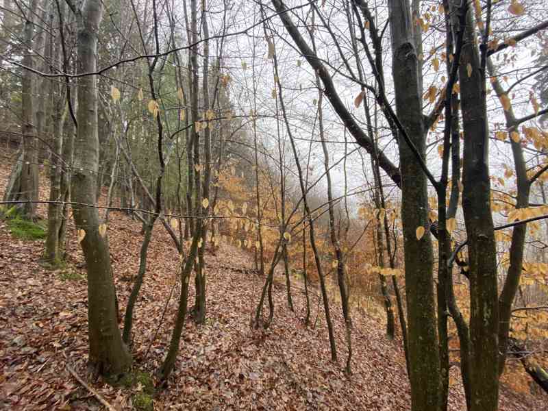 Lesní pozemek Jedlí - foto 2