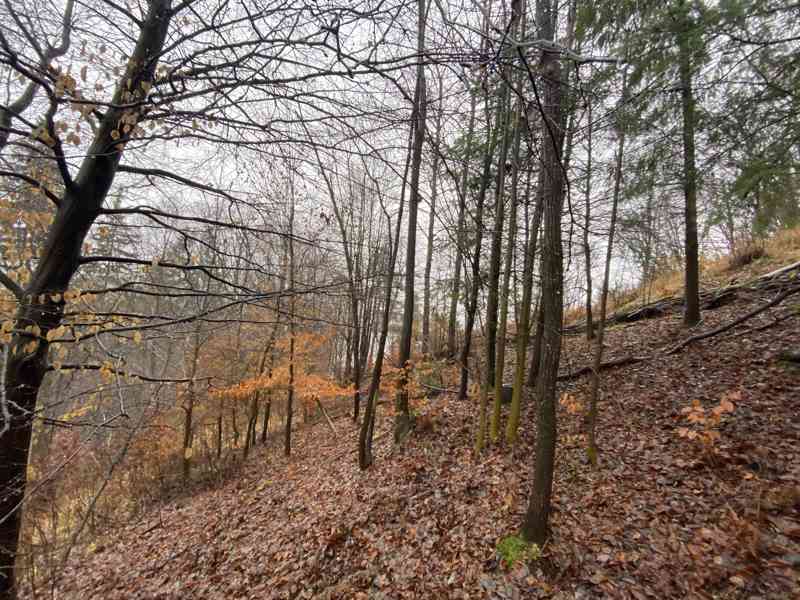Lesní pozemek Jedlí - foto 4