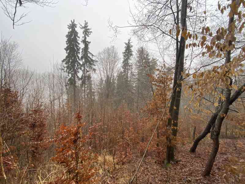 Lesní pozemek Jedlí - foto 3