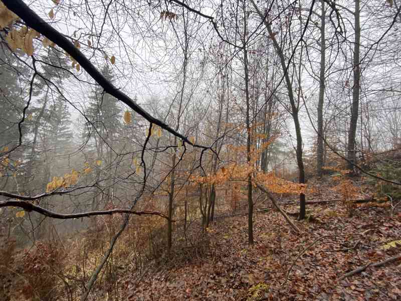 Lesní pozemek Jedlí - foto 6