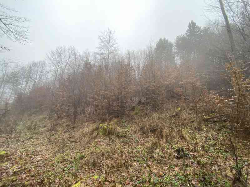 Lesní pozemek Jedlí - foto 5