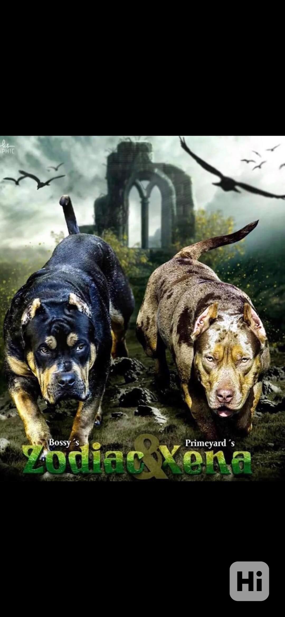 American bully XL  - foto 1