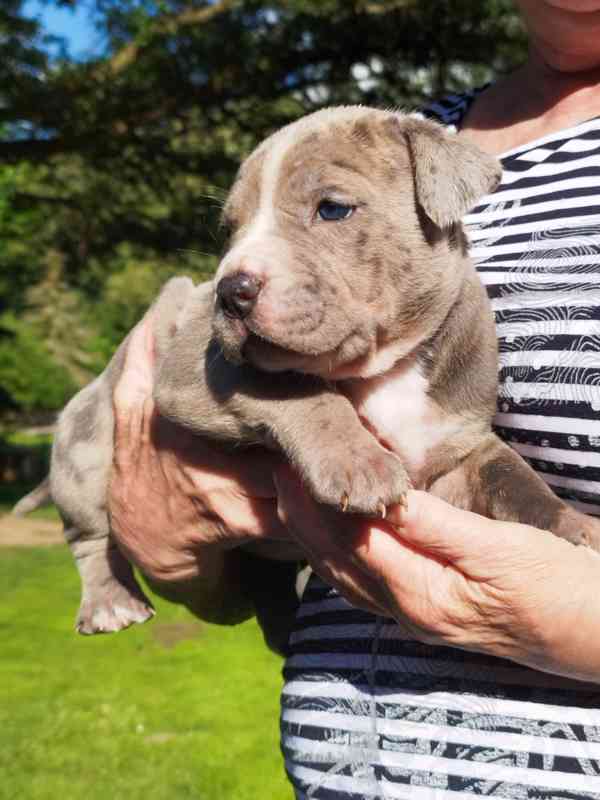 American bully XL  - foto 20