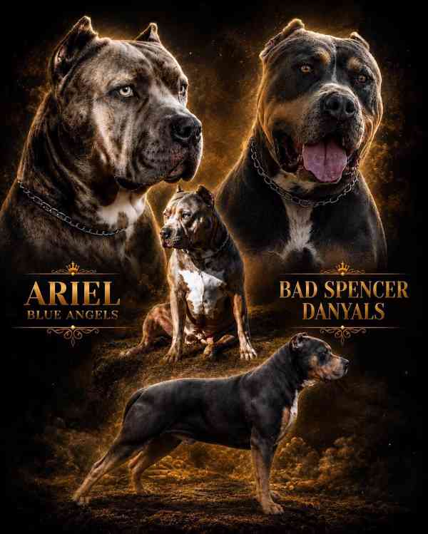 American bully XL  - foto 7