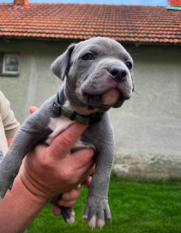 American bully XL  - foto 10