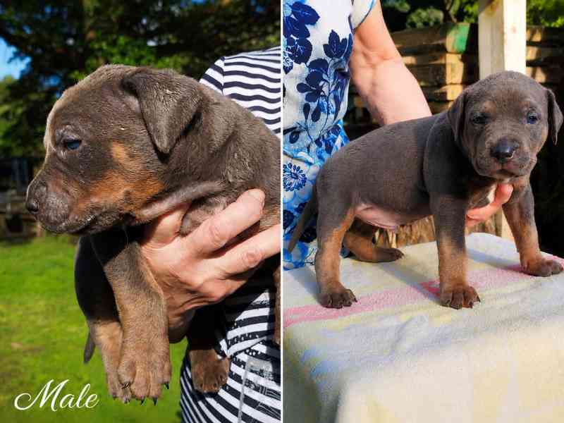 American bully XL  - foto 15