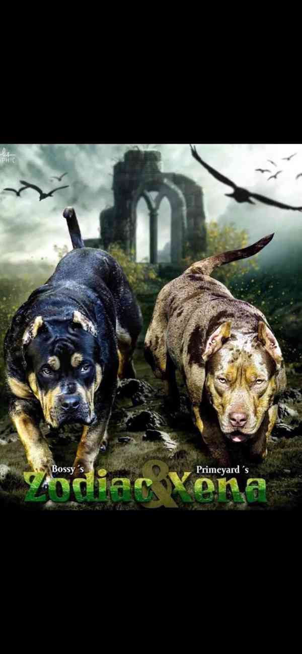 American bully XL  - foto 1