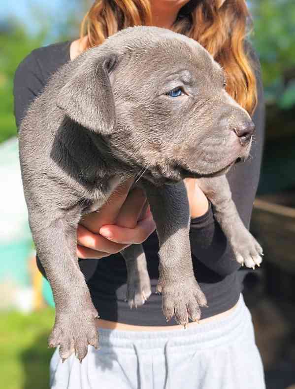 American bully XL  - foto 3