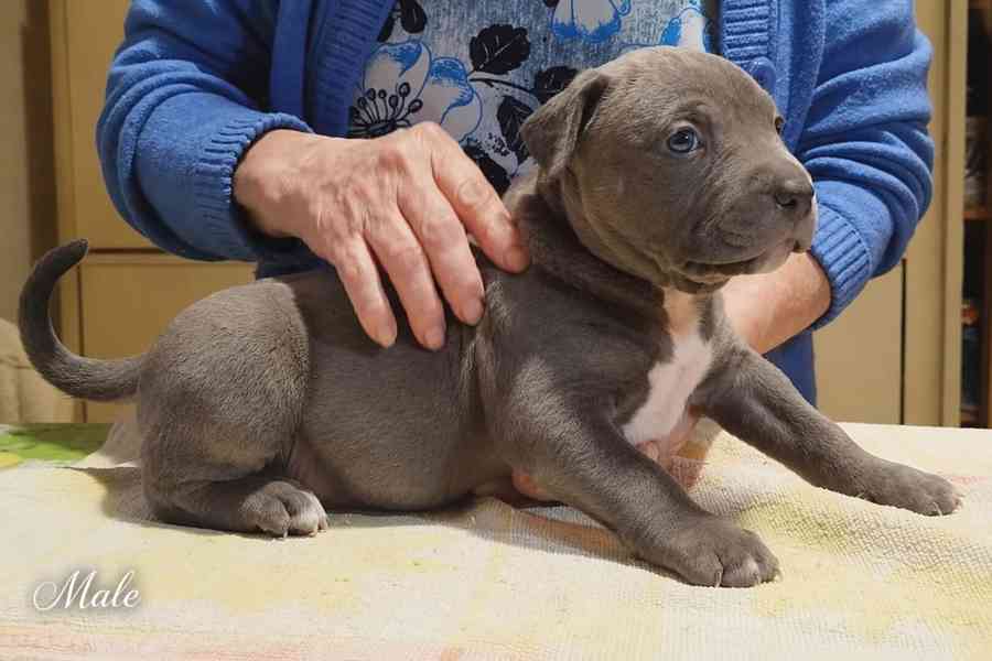 American bully XL  - foto 8