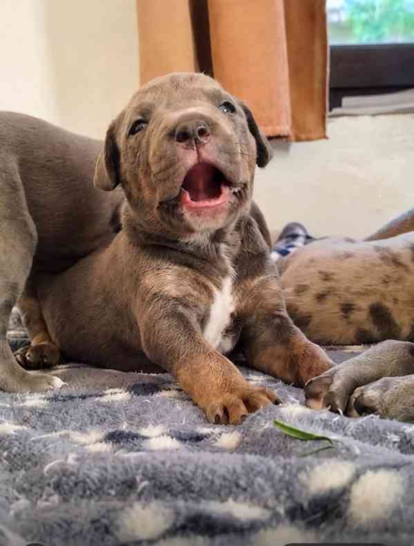 American bully XL  - foto 12