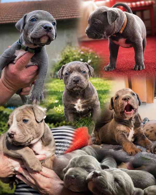 American bully XL  - foto 6