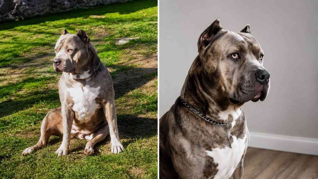 American bully XL  - foto 9