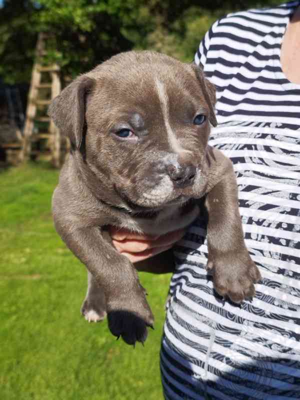 American bully XL  - foto 18