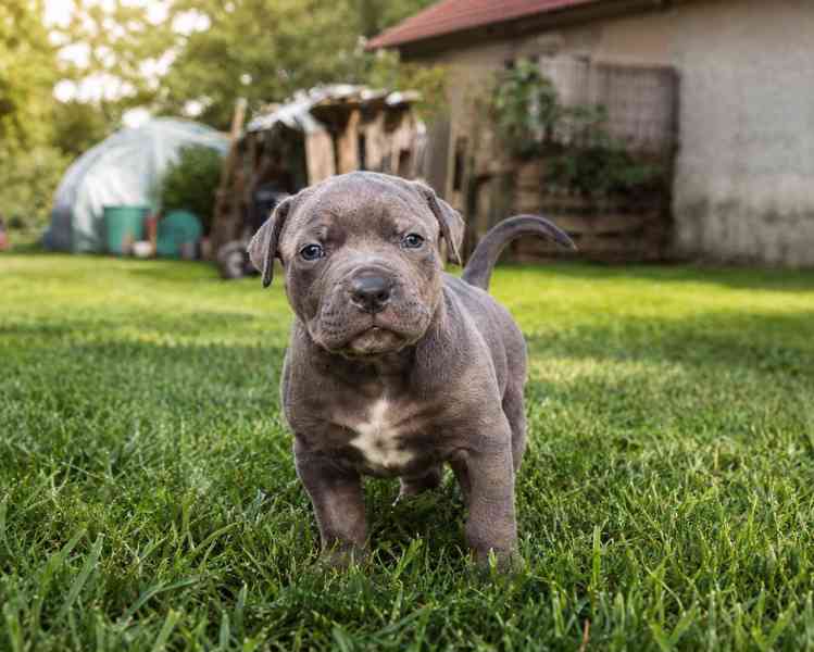 American bully XL  - foto 13